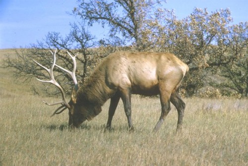 Bull Elk