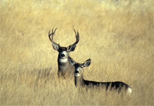 Wyoming Mule Deer